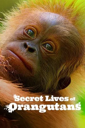 Secret Lives of Orangutans (2024) ชีวิตลับอุรังอุตัง